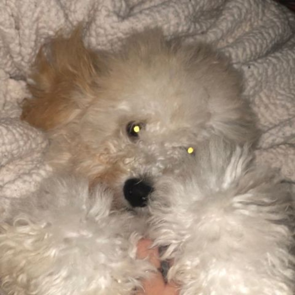 Meet your Posher, Oliver